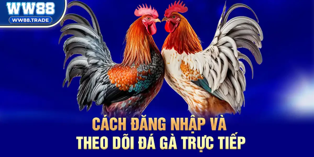 Đá Gà Trực Tiếp Tết Bính Ngọ 2026 – Cá Độ Hot, Phát Tài Năm Ngọ