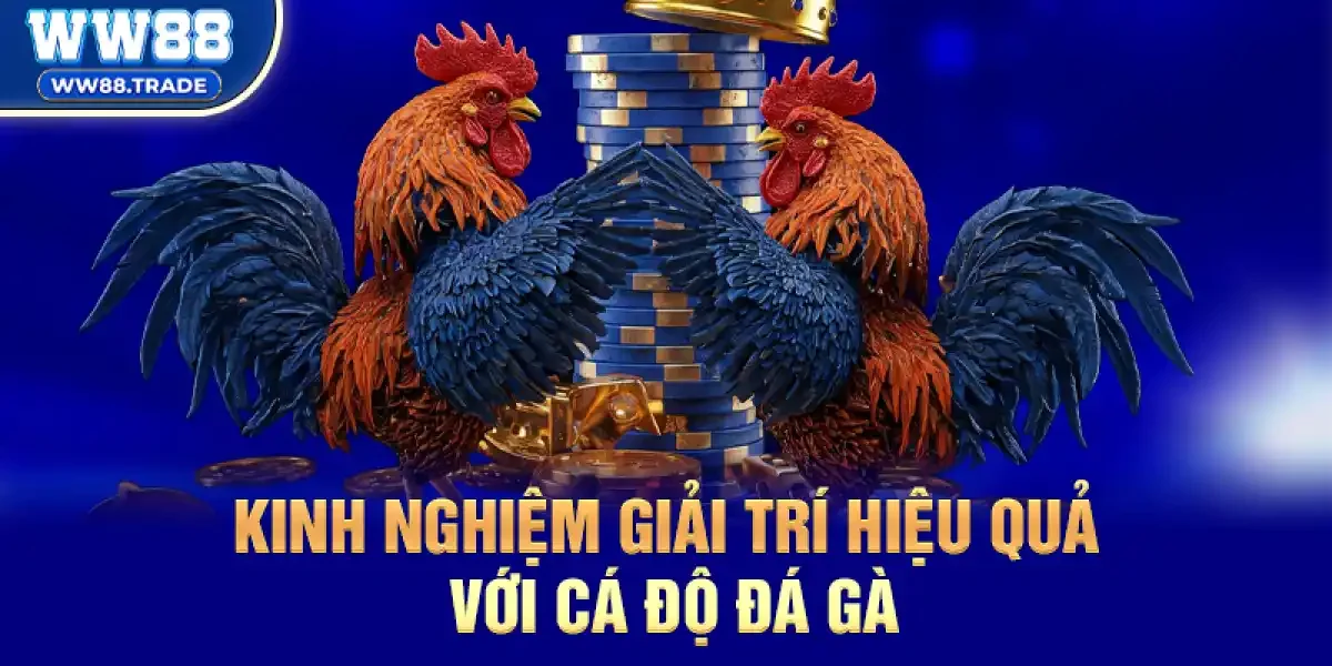 Kinh nghiệm giải trí hiệu quả với Cá Độ Đá Gà