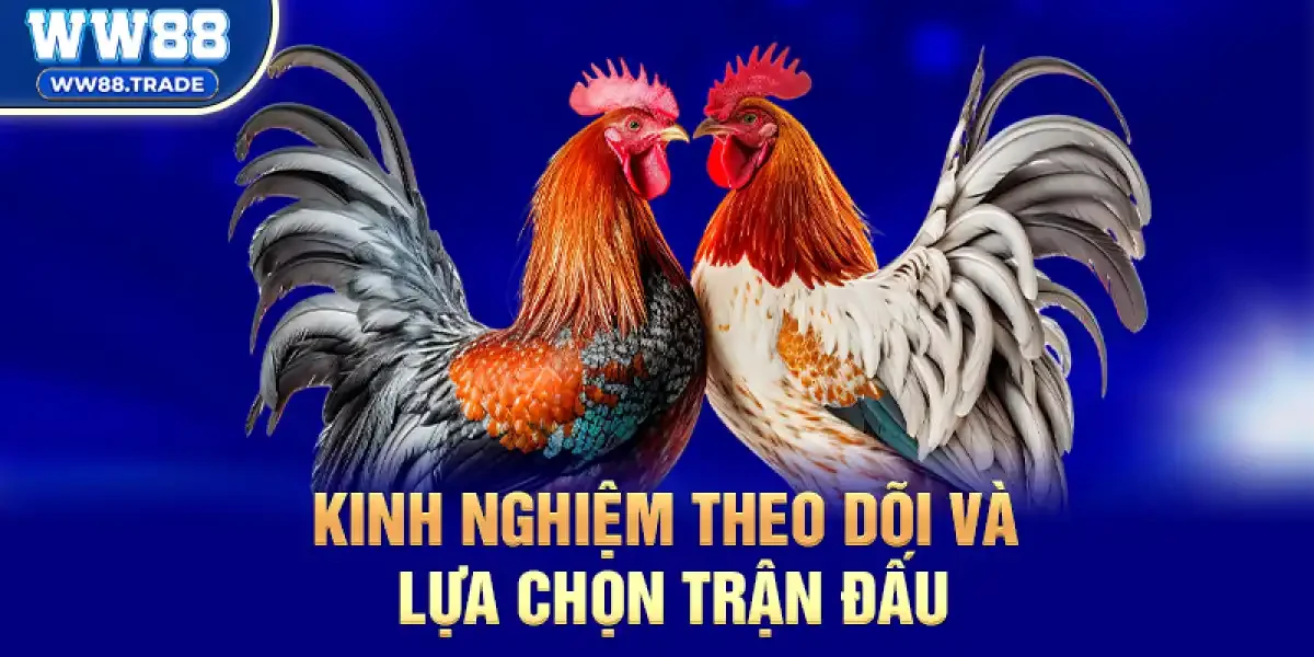 Kinh nghiệm theo dõi và lựa chọn trận đấu