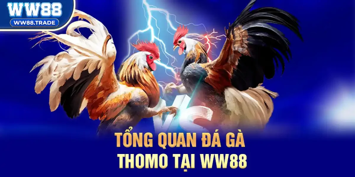 Đá Gà Thomo Tại ww88 – Trận Đấu Thực Tế, Cảm Xúc Đỉnh Cao